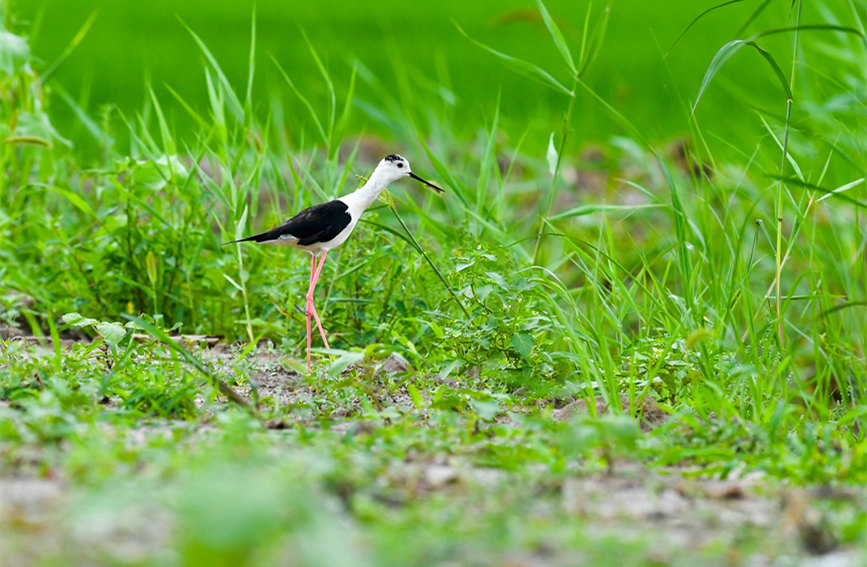 生態(tài)綠屏修復(fù)完成，吸引眾多野生動物在此棲息繁衍。翟鑫彬攝