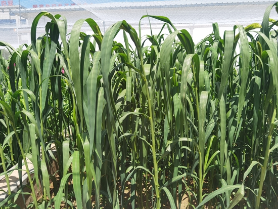 河北省張家口農(nóng)科院試驗(yàn)田中的“張雜谷”正在茂盛生長(zhǎng)。 受訪(fǎng)者供圖