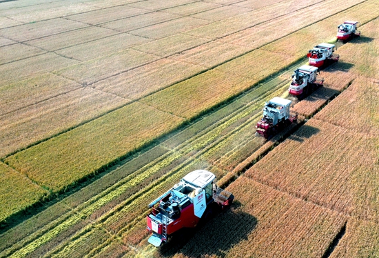 今年6月，河北省衡水市阜城縣碼頭鎮(zhèn)戈家墳村的麥田里，大型聯(lián)合收割機(jī)“組團(tuán)”作業(yè)。 苗鳳強(qiáng)攝
