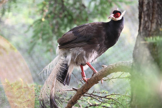 小五臺(tái)山國家級(jí)自然保護(hù)區(qū)繁育基地中的褐馬雞。姚偉強(qiáng)攝