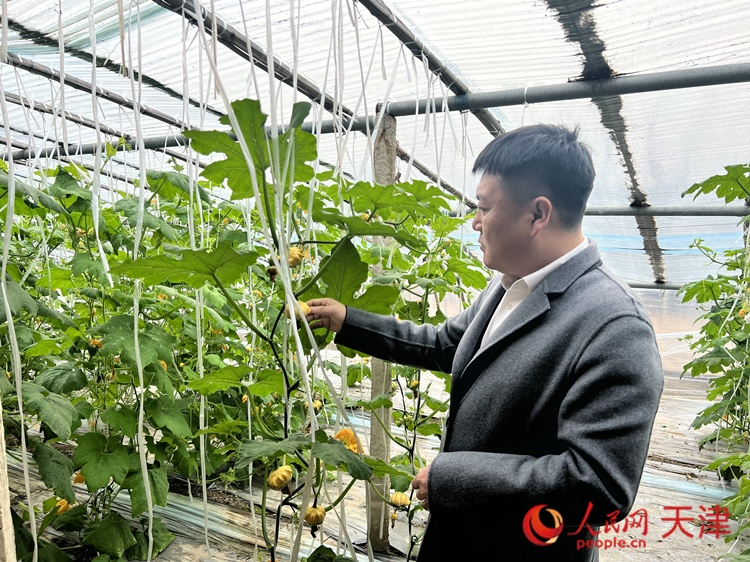 西青區(qū)辛口鎮(zhèn)大杜莊村黨總支書記、村委會主任畢紅鴿介紹當(dāng)下大棚里種植的造型奇特的文玩葫蘆。  人民網(wǎng) 孫翼飛攝