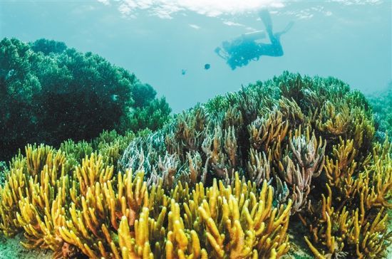 在三亞蜈支洲島附近海域，游客在體驗海底美景。 本報記者 武威 通訊員 韋尚婷 攝