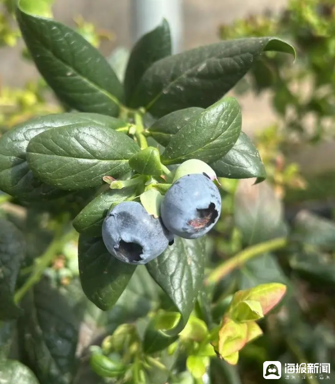 西瓜、藍(lán)莓、草莓上高原！山東濰坊援藏組因地制宜打造特色蔬菜發(fā)展中心