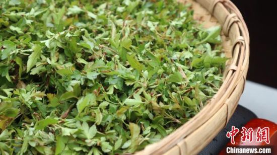 圖為班瑪藏雪茶。　孫睿 攝