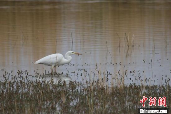 圖為大白鷺。可魯克湖-托素湖自然保護區(qū)服務(wù)中心供圖 　　