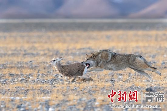 圖為獲獎(jiǎng)作品。同海元供圖