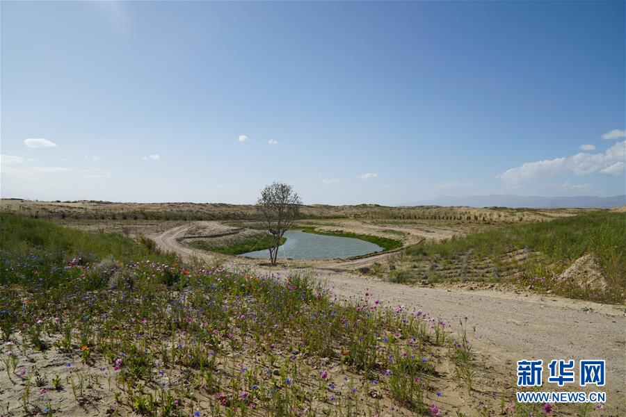 （決戰(zhàn)決勝脫貧攻堅(jiān)·圖文互動(dòng)）（4）高原鄉(xiāng)鎮(zhèn)沙珠玉 治沙斗貧成“綠?！薄嗪Ｊ」埠涂h沙珠玉鄉(xiāng)采訪見(jiàn)聞