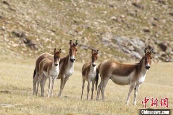 圖為三江源國家公園資料圖。三江源國家公園管理局供圖 　　