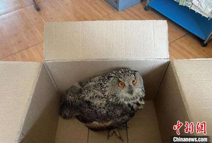 圖為青海省西寧市大通縣公安局森林警察大隊(duì)民警救助的國(guó)家二級(jí)保護(hù)野生動(dòng)物——雕鸮?！∏嗪Ｊ」矎d森林警察總隊(duì)供圖 攝