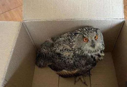 圖為青海省西寧市大通縣公安局森林警察大隊民警救助的國家二級保護野生動物——雕鸮?！∏嗪Ｊ」矎d森林警察總隊供圖 攝