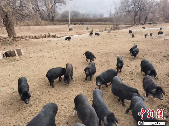 圖為藏香豬?！∑钤鲚?攝