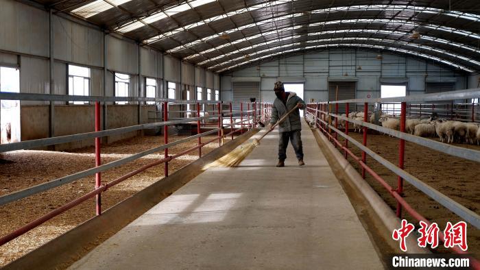 圖為放牧員扎布拉正在打掃羊棚衛(wèi)生?！±铍h 攝