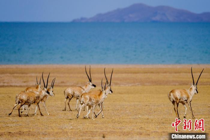圖為西藏藏羚羊在色林錯(cuò)湖邊覓食，隨著保護(hù)措施的不斷加強(qiáng)，如今西藏藏羚羊種群數(shù)量獲得恢復(fù)性增長(zhǎng)?！〗w波 攝