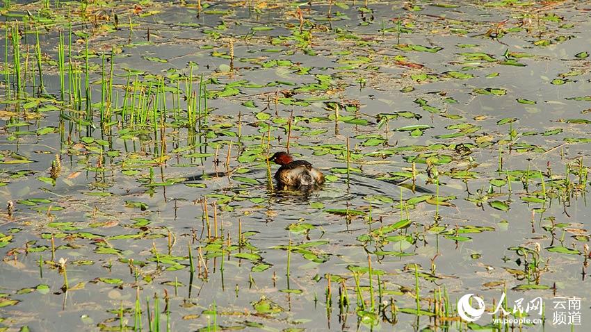 納帕海濕地內(nèi)遷徙停留的鳥。呂昊辰攝