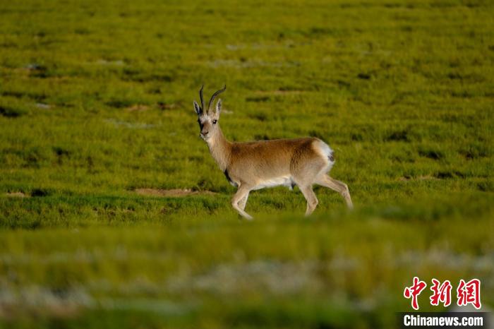 圖為西藏納木錯湖邊的藏原羚休閑覓食?！〗w波 攝