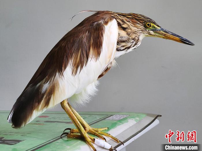 圖為被救助的國(guó)家一級(jí)重點(diǎn)保護(hù)動(dòng)物池鷺?！×鴿商?攝