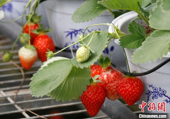 青?；ブ捍蛟烊珖?guó)最大高原草莓種苗繁育中心