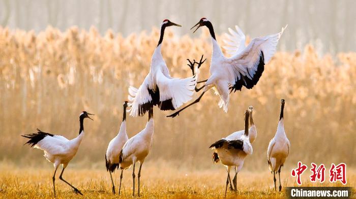 江蘇鹽城黃海濕地上的丹頂鶴。　鹽城市委宣傳部供圖