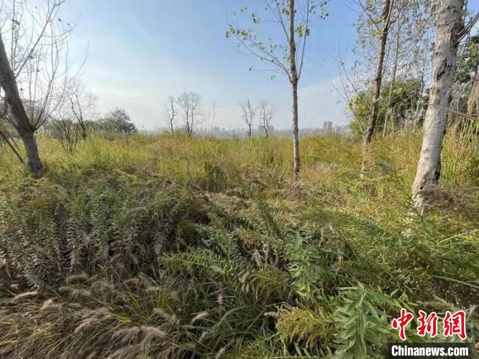 發(fā)現的加拿大一枝黃花?！畈?攝