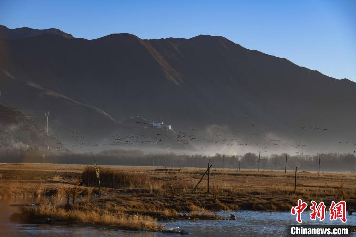 圖為拉薩市林周縣境內(nèi)飛翔的候鳥?！∝暩聛硭?攝
