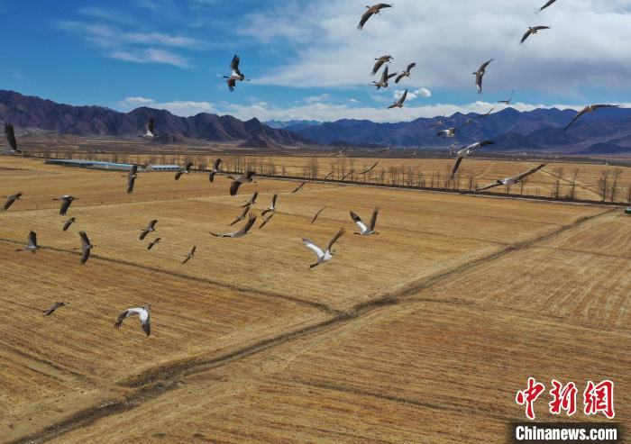 圖為黑頸鶴在拉薩市林周縣境內(nèi)飛翔?！∝暩聛硭?攝