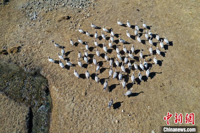 圖為拉薩市林周縣境內(nèi)越冬的候鳥?！∝暩聛硭?攝