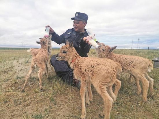  生命禁區(qū)的超級“奶爸”。