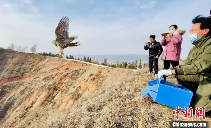 青海：救助、放歸四只國家二級保護(hù)野生動(dòng)物