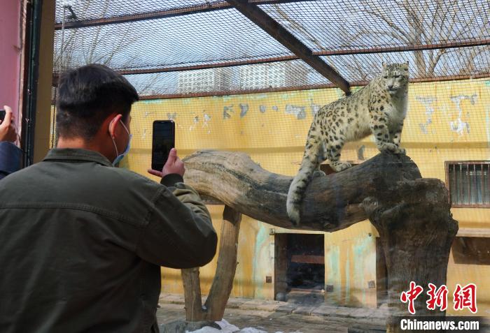 圖為雪豹“奶爸”史壽軍正在直播?！●R銘言 攝