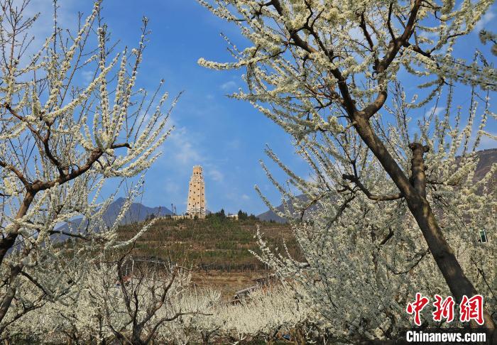 潔白的李花與碉樓交相輝映，勾勒出一幅美麗的和諧生態(tài)畫卷。　何清海 攝