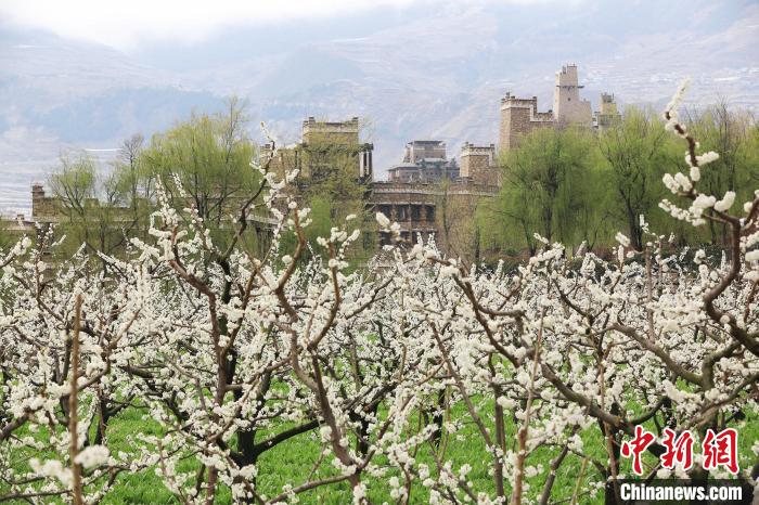 潔白的李花與村寨交相輝映，勾勒出一幅美麗的和諧生態(tài)畫卷。　何清海 攝