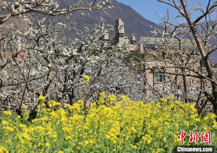 潔白的李花與村寨交相輝映，勾勒出一幅美麗的和諧生態(tài)畫卷?！『吻搴?攝