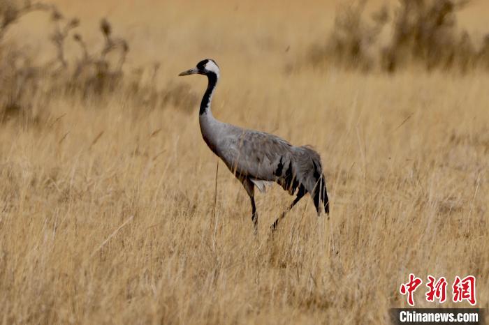 圖為灰鶴在青海海西蒙古族藏族自治州都蘭縣巴隆地區(qū)“閑庭漫步”?！?松太加 攝