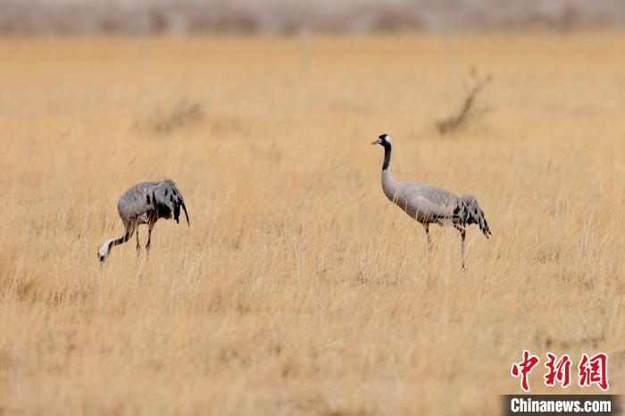 圖為灰鶴在青海海西蒙古族藏族自治州都蘭縣巴隆地區(qū)“閑庭漫步”?！?松太加 攝