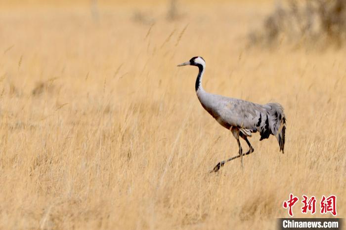 圖為灰鶴在青海海西蒙古族藏族自治州都蘭縣巴隆地區(qū)“閑庭漫步”?！?松太加 攝