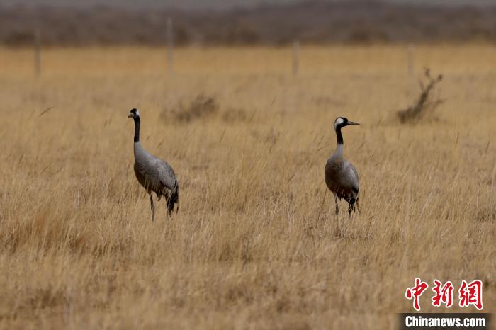 圖為灰鶴在青海海西蒙古族藏族自治州都蘭縣巴隆地區(qū)“閑庭漫步”?！?松太加 攝