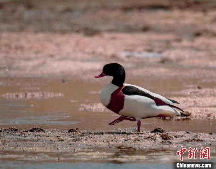 圖為翹鼻麻鴨?！」Π栽?攝