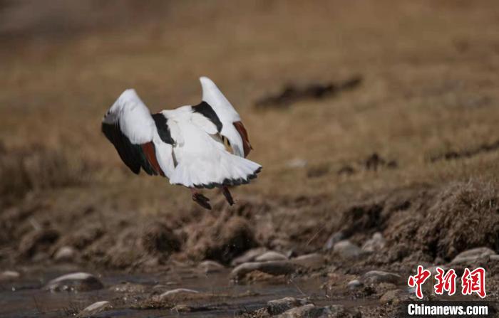 圖為翹鼻麻鴨。　功霸扎西 攝