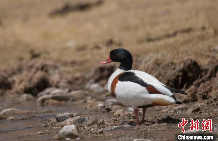 圖為翹鼻麻鴨。　功霸扎西 攝