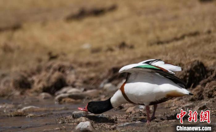 圖為翹鼻麻鴨。　功霸扎西 攝