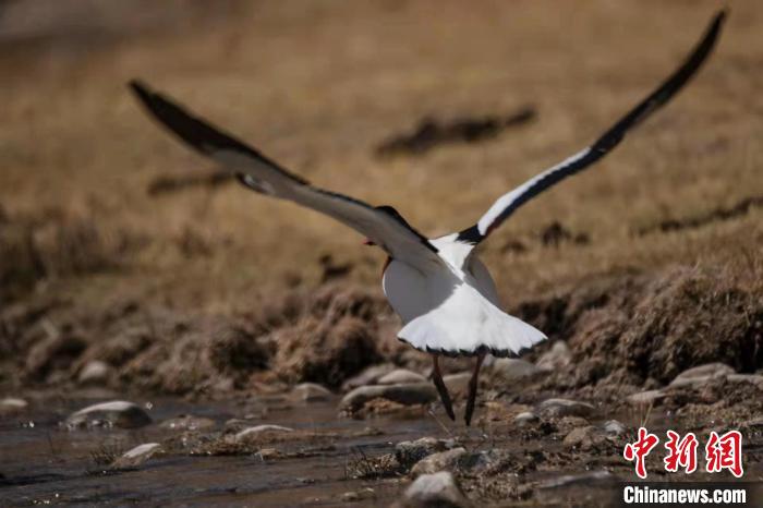圖為騰飛的翹鼻麻鴨?！」Π栽?攝