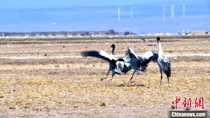 圖為黑頸鶴追逐嬉戲?！￡惷髡?攝