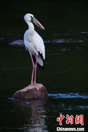 四川洪雅:首次記錄到世界瀕危物種鉗嘴鸛影像