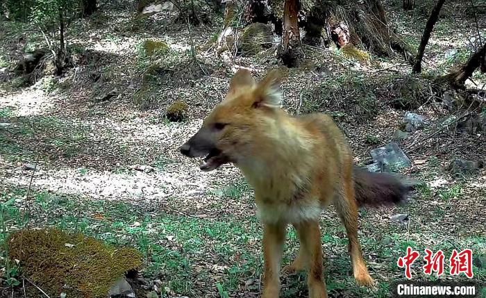 青?；ブ鄙搅謪^(qū)首次記錄到豺活動影像