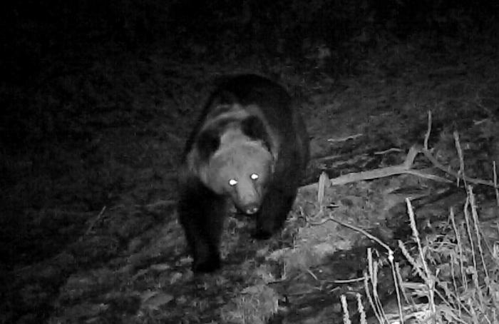 青?；ブ鄙?0年來首次發(fā)現(xiàn)棕熊活動軌跡