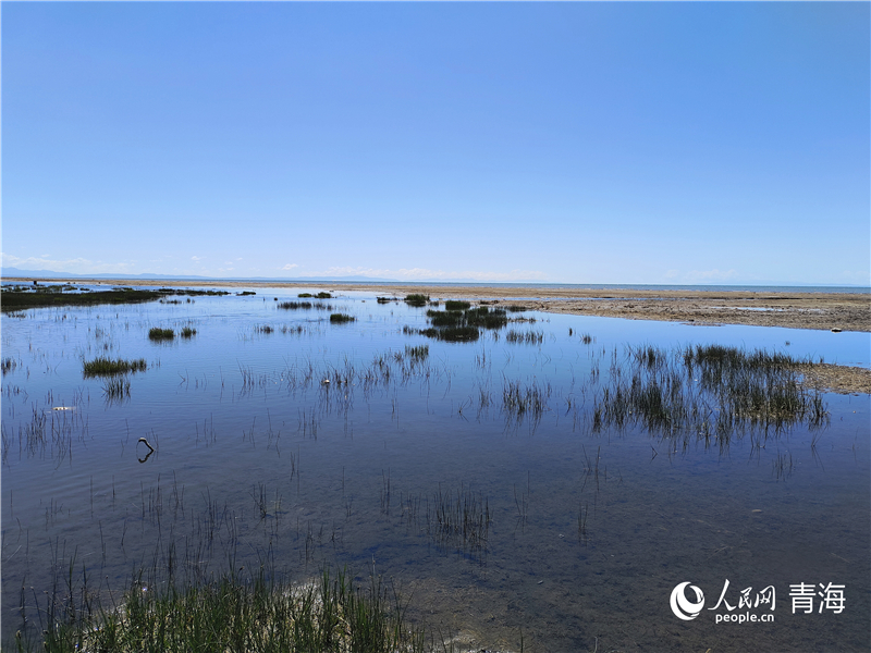   青海湖仙女灣。人民網(wǎng) 張莉萍攝