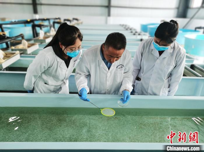 圖為工作人員檢查魚苗?！?zhí)砀?攝