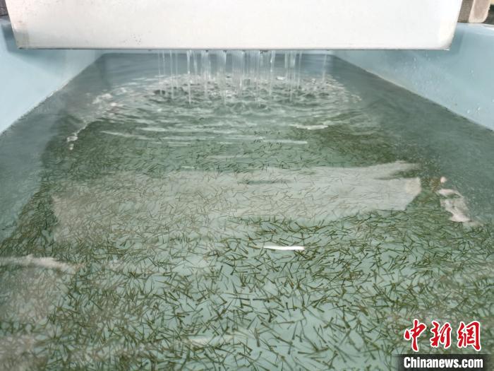 圖為正在育苗。　張?zhí)砀?攝