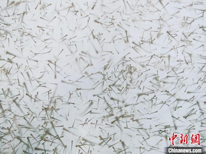 圖為魚苗?！?zhí)砀?攝