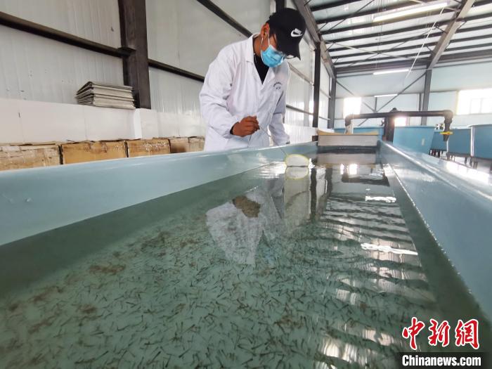 圖為工作人員檢查魚苗?！?zhí)砀?攝